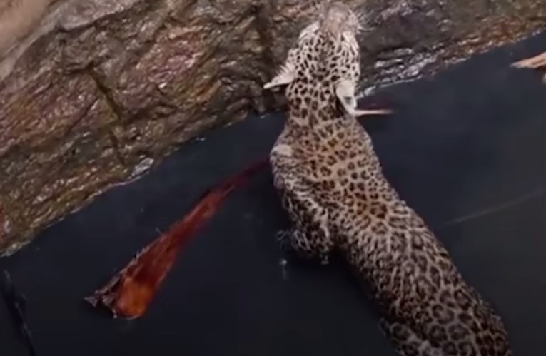 VIDEO Ovaj predivni leopard upao je u bunar, a bez pomoći dobrih ljudi ne bi preživio