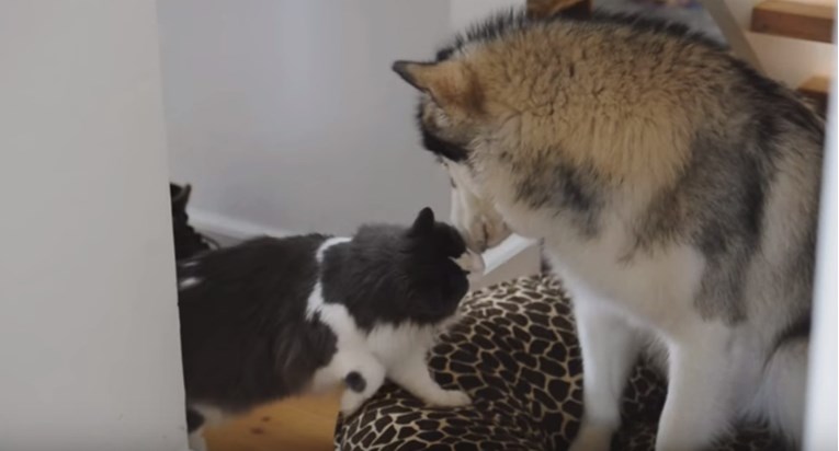 VIDEO Aljaški malamut, norveška šumska mačka i jedan krevet - Tko će pobijediti?