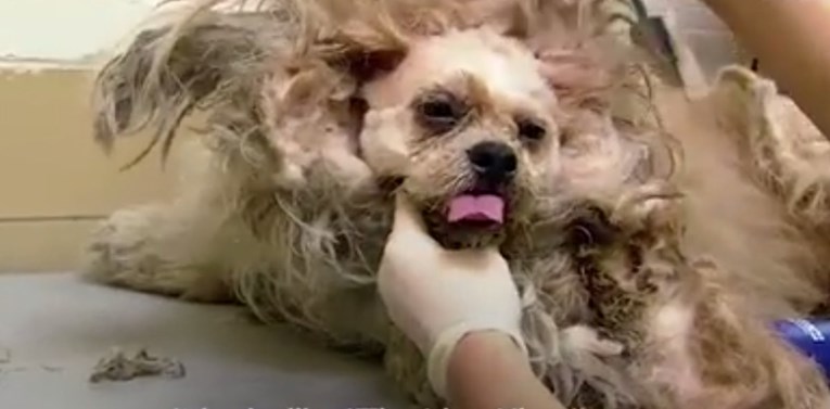 VIDEO Zanemareni psići konačno su dobili tretman kakav zaslužuju