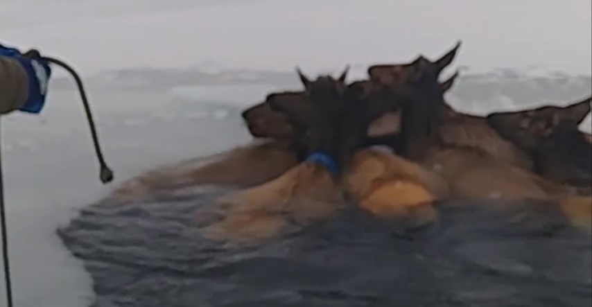 VIDEO Čitavo krdo losova upalo je u zaleđeno jezero