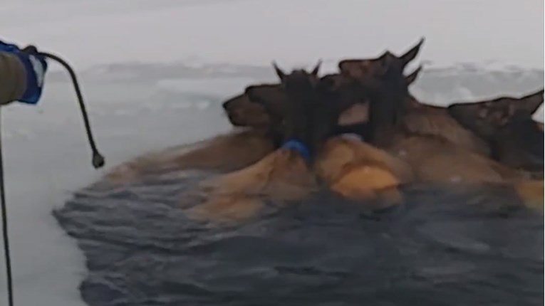 VIDEO Čitavo krdo losova upalo je u zaleđeno jezero