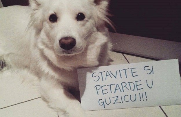 Novi hit na internetu: Što ljubimci čitatelja misle o bacanju petardi?