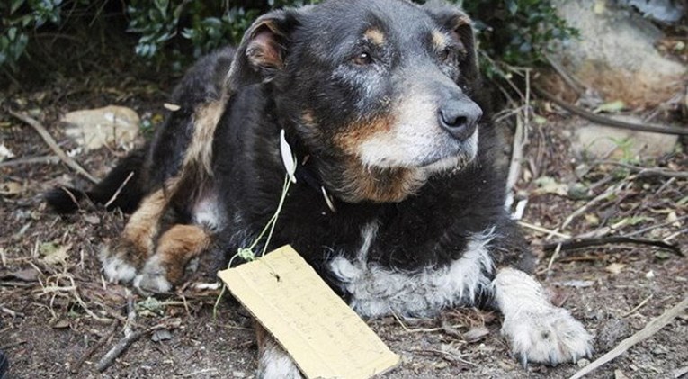 Nestao im je pas, a kada se vratio, na ogrlici je imao poruku koja ih je iznenadila
