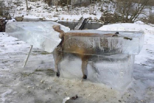 FOTO Fotke o kojima bruji internet: Iz Dunava izvukao lisicu u kocki leda