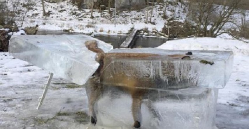 FOTO Fotke o kojima bruji internet: Iz Dunava izvukao lisicu u kocki leda