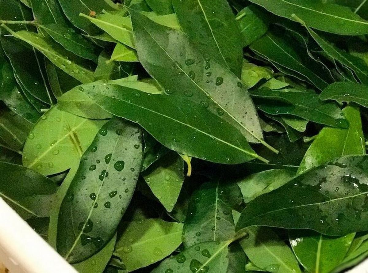 Lovor je moćna biljka, a list se ne koristi samo u jelima