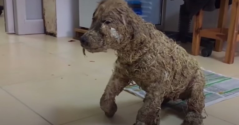 VIDEO Djeca su iz zabave umočila psa u ljepilo i ostavila ga da ugine