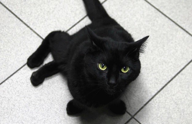 Nakon što upoznate Lucifera promijenit ćete mišljenje o crnim mačkama