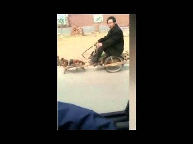 Teško je u Kini biti pas: Ova snimka otkriva jedan od razloga