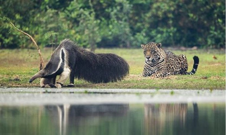 Jaguar se prišuljao velikom mravojedu iza leđa, a ono što se dogodilo sljedeće mnoge je iznenadilo