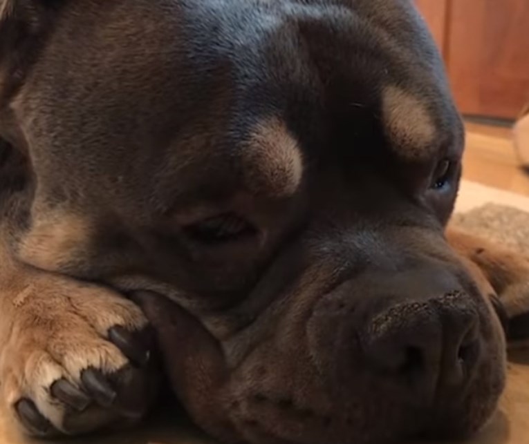 Pas koji je trebao biti uspavan jedva se probudio iz duboke depresije