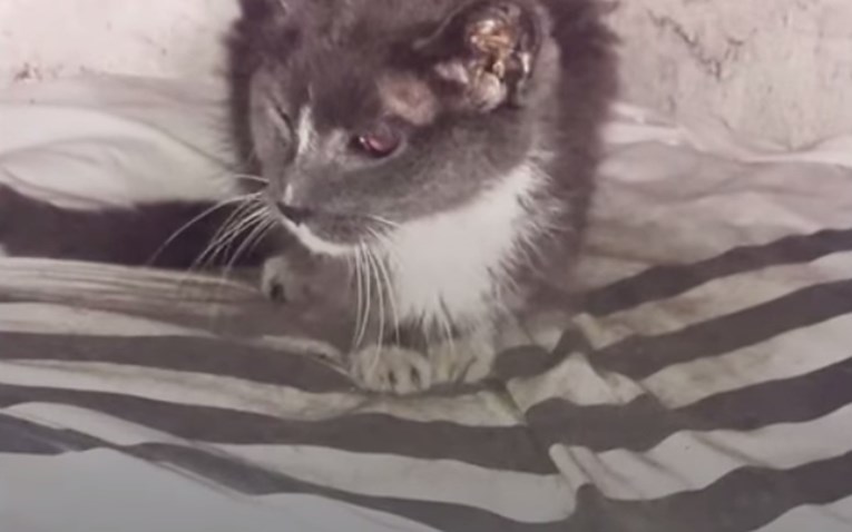 VIDEO Ovu su macu 20 godina držali u podrumu, a onda je jedna žena odlučila tome stati na kraj