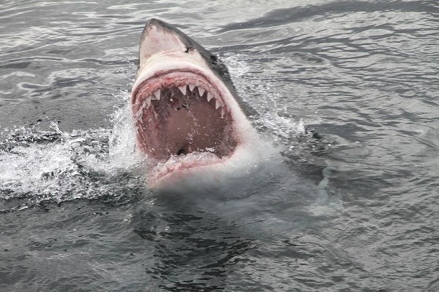 Plašite se morskih pasa? Stručnjaci za vas imaju jako lošu vijest