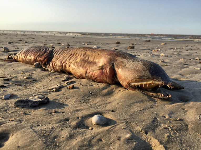 FOTO Misteriozno morsko biće bez očiju i s oštrim zubima nasukalo se u Teksasu nakon uragana Harveya