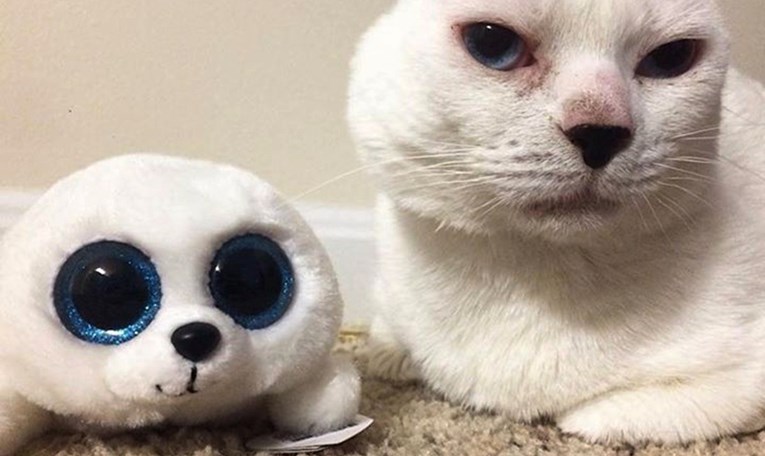 Mačak je zbog bolesti ostao bez ušiju, a vlasnica mu je pronašla savršenu igračku