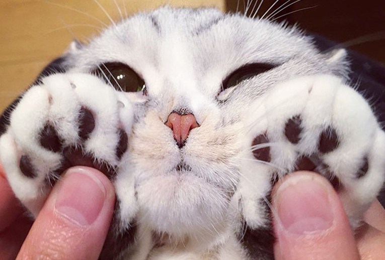 Japanska maca Hanna s krupnim očima kraljica je Instagrama