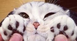 Japanska maca Hanna s krupnim očima kraljica je Instagrama