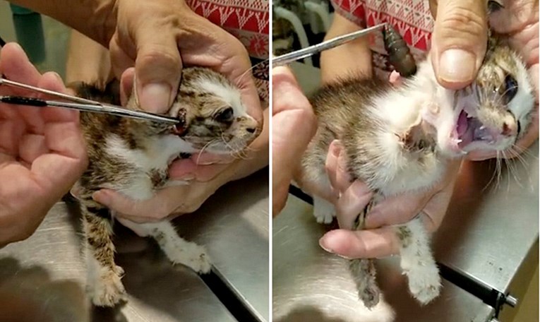 Opasne ličinke koje je veterinar izvadio iz ovog mačića bile su uznemirujuće veličine