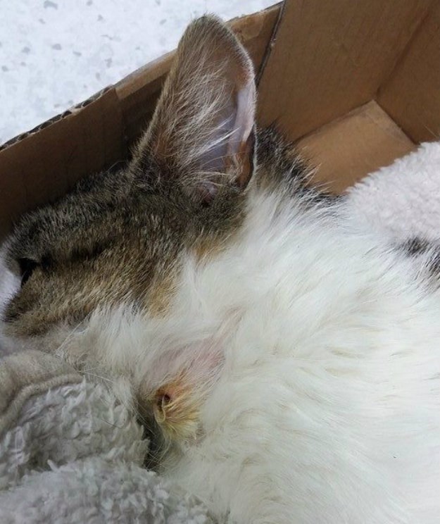 Iživljavanje na nemoćnima: Invalidnu mačku hicem iz zračne puške ustrijelio u vrat