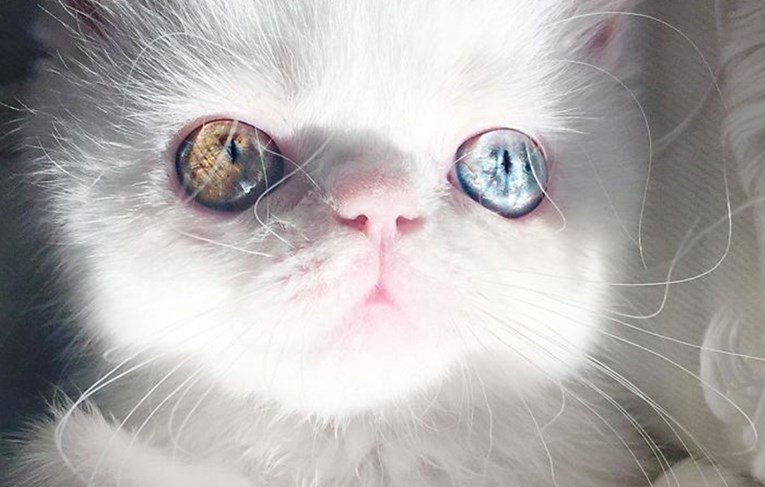 Pam Pam je prekrasna bijela maca, ali po nečemu se razlikuje od većine ostalih mačaka