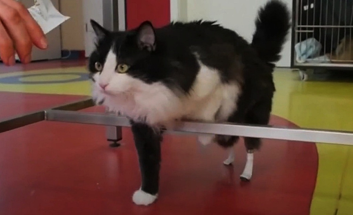 Veterinar je učinio sve što je mogao kako bi ovom mačku omogućio da ponovno hoda