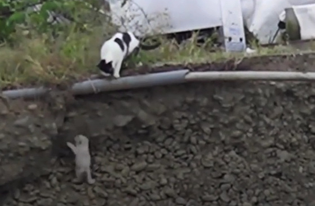 Mama mačka spasila svog mačića koji je pao u iskopanu rupu