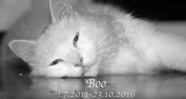 R.I.P. Čitateljica se dirljivim videom oprostila od ljubimca - mačka Booa
