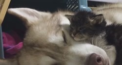 VIDEO Predivno prijateljstvo: Haski Lilo maci Rosie spasila je život, a otad su nerazdvojne