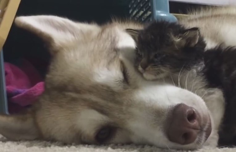 VIDEO Predivno prijateljstvo: Haski Lilo maci Rosie spasila je život, a otad su nerazdvojne