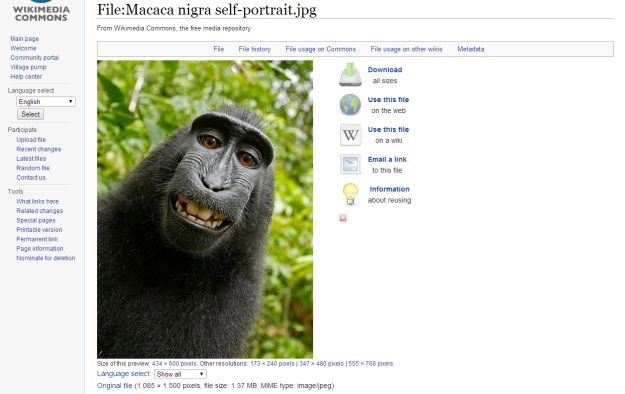 Sjećate se majmuna koji je opalio selfie i završio na sudu? Nakon dvije godine riješen je slučaj
