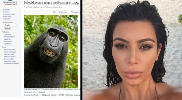 PETA digla tužbu zbog majmunskog selfieja: Majmun je jednako sposoban kao i drugi koji se fotkaju