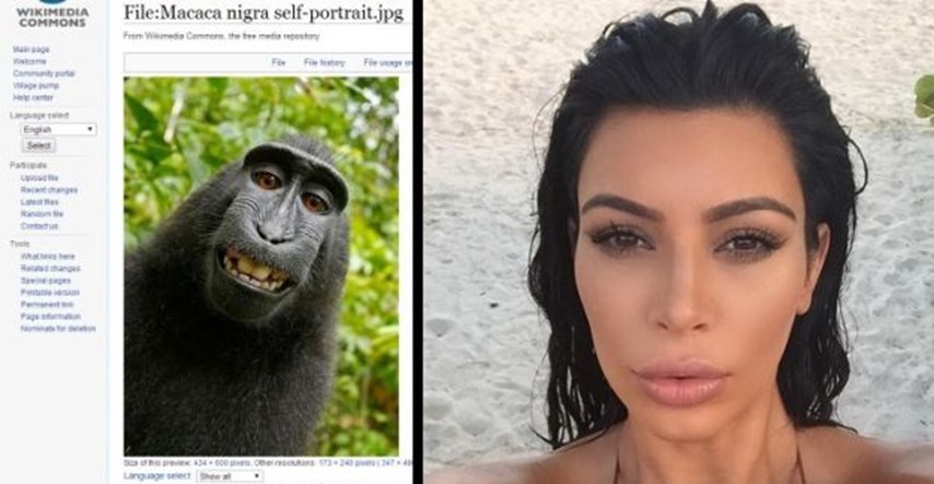 PETA digla tužbu zbog majmunskog selfieja: Majmun je jednako sposoban kao i drugi koji se fotkaju