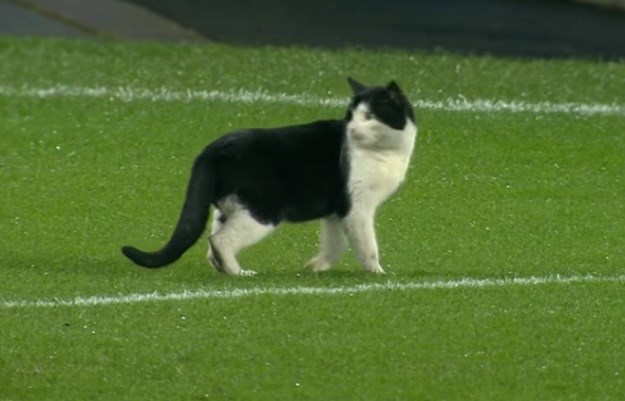 FA Cup: Mačka prekinula utakmicu, "predriblala" golmana i zaradila ovacije tribina