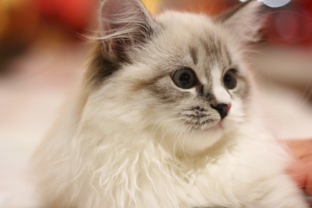 FOTO Posjetili smo izložbe mačaka: Zavirite u svijet mačjih misica!