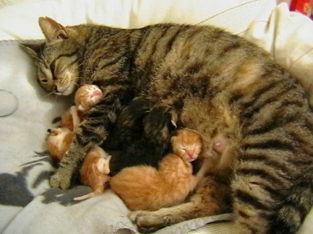 Ulična mačka sama izabrala vlasnicu i povjerila joj svojih 6 beba