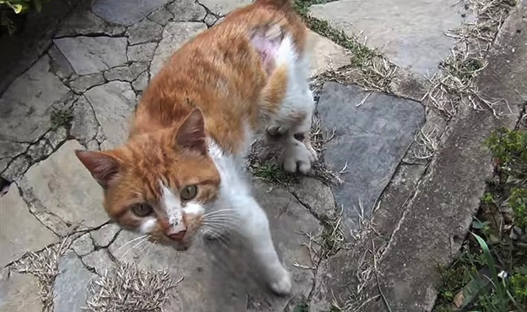 Ulični mačak pojavio im se pred vratima, imao je ozlijeđenu nogu i glasno je mjaukao