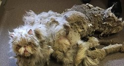 Spasili su perzijskog mačka koji je zarastao u podrumu te mu napravili novu frizuru