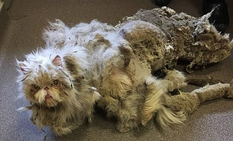 Spasili su perzijskog mačka koji je zarastao u podrumu te mu napravili novu frizuru