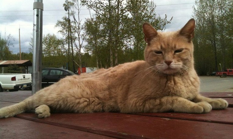 Uginuo je Stubbs, dvadesetogodišnji mačak gradonačelnik s Aljaske