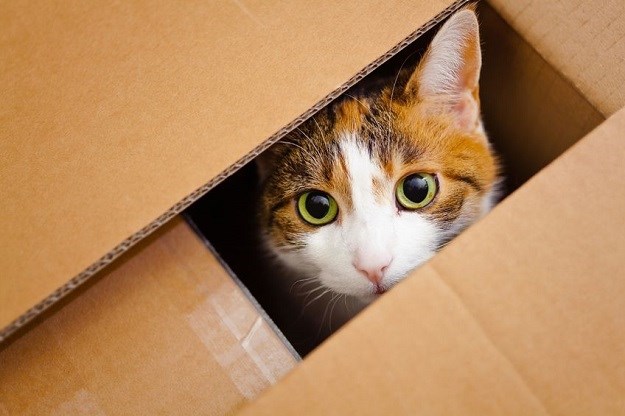 Poznato je da mačke vole kutije: Sigurni smo da on ovo nije očekivao