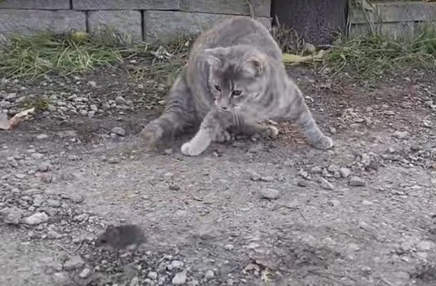 Evo zašto se nije dobro igrati s hranom: Kokoš maci pred nosom ukrala miša!