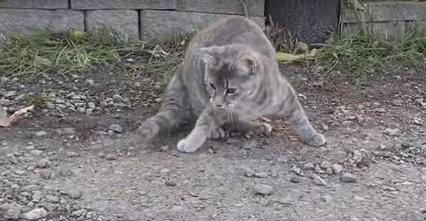 Evo zašto se nije dobro igrati s hranom: Kokoš maci pred nosom ukrala miša!