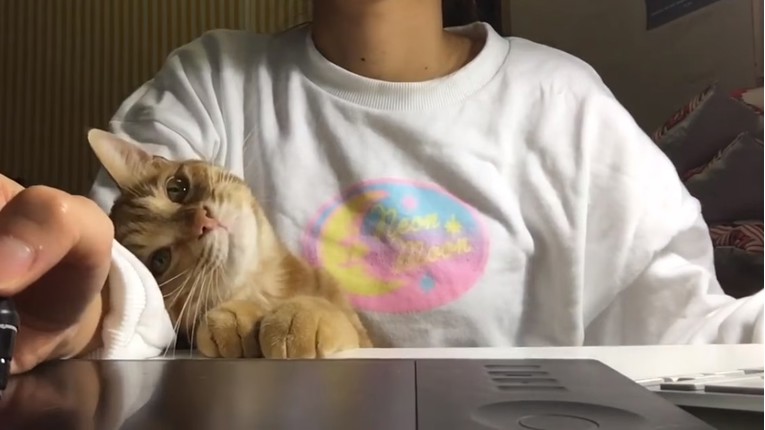VIDEO Ako ste vlasnik mačke, morate biti spremni na ovo