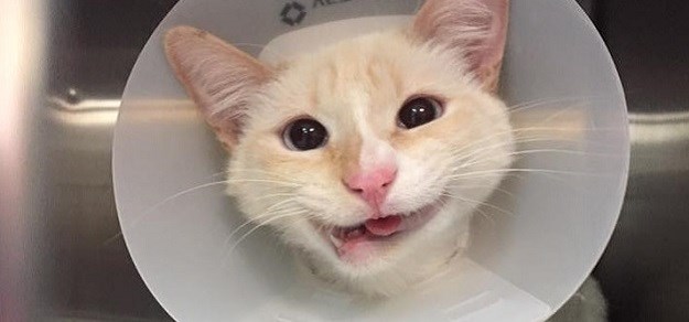 Maci kojoj je automobil slomio čeljust omogućili da se ponovno smije!