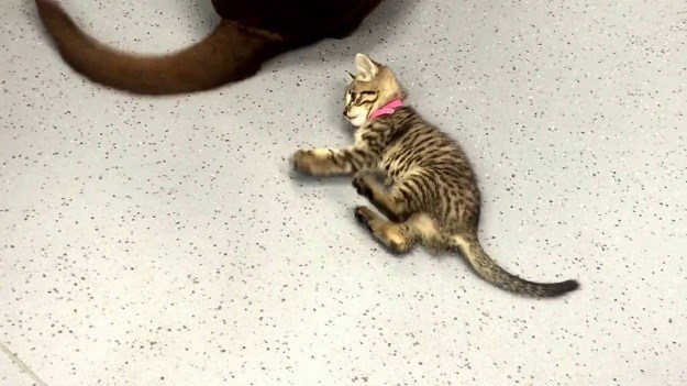 VIDEO Ovoj maci ne trebaju igračke: Za igranje joj je dovoljan razmahani pseći rep