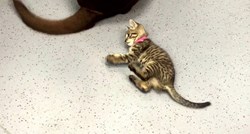 VIDEO Ovoj maci ne trebaju igračke: Za igranje joj je dovoljan razmahani pseći rep