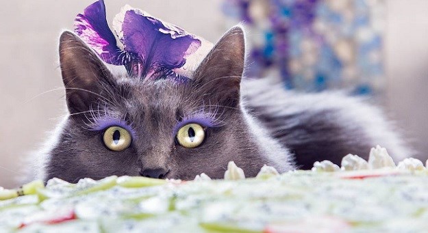 Glamurozni ljubimac iz Rumunjske: Mačku na Instagramu prati 14 tisuća ljudi!
