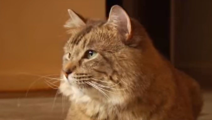 Chantilly/Tiffany: Zanimljivosti o mački koja ljubav iskazuje "gugutanjem"