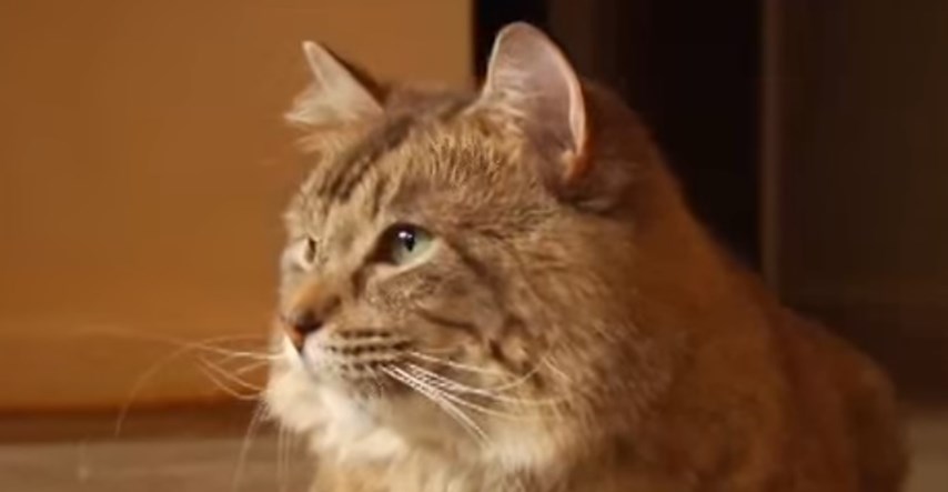 Chantilly/Tiffany: Zanimljivosti o mački koja ljubav iskazuje "gugutanjem"