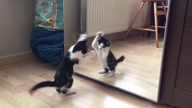 Najslađe su kad tek otkrivaju svijet oko sebe: Pogledajte prvi susret mačke i ogledala
